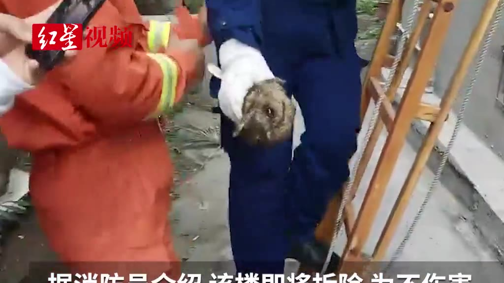 【今日傻鸮】超暖!猫头鹰在烟道安家 消防员手工筑新巢帮其搬家